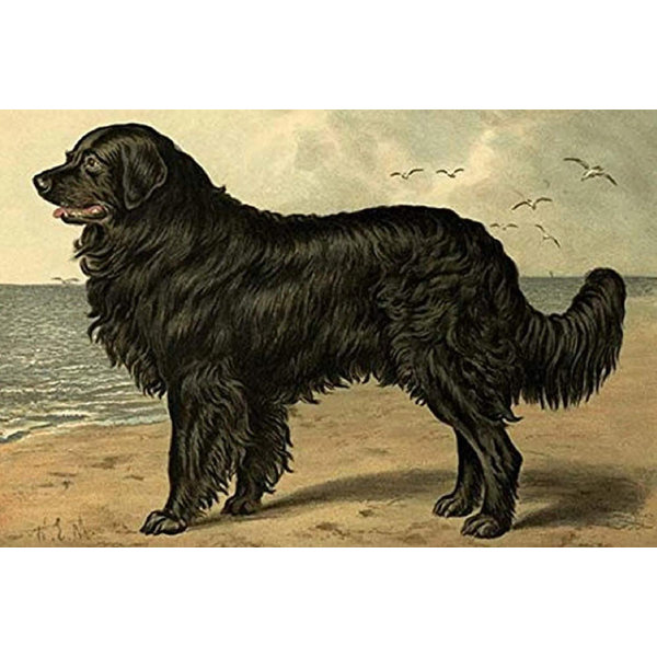 Foundry Select Newfoundland Gallery Wrapped 32"X48" Canvas Prin